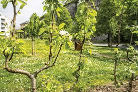 Fruitier en espalier.