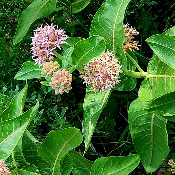 Milkweed