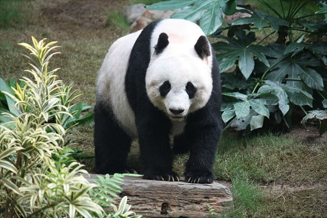 Panda velká