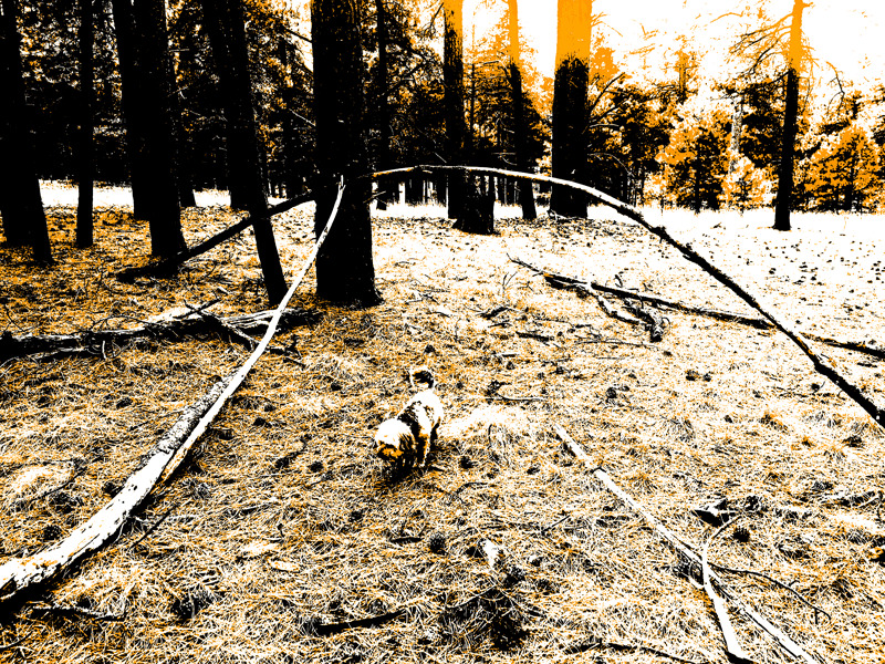 Orange, black, and white photo.