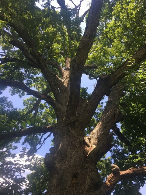 Please join SLAGA, we welcome new members!