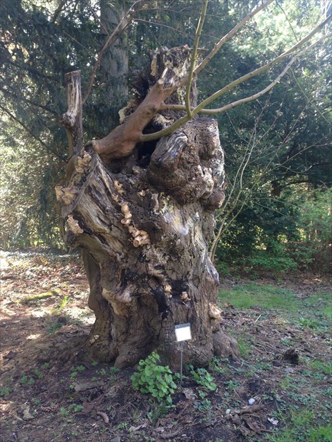 f1e15f4d-83fd-4dbe-9709-65efacdb6a52_l.jpeg (480×640)