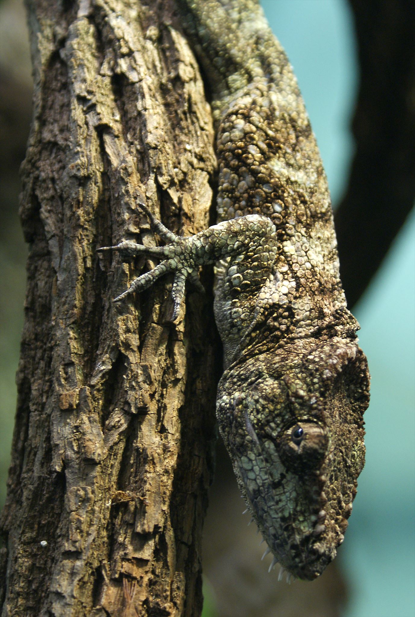 chameleon vousatý, čeleď leguánovití