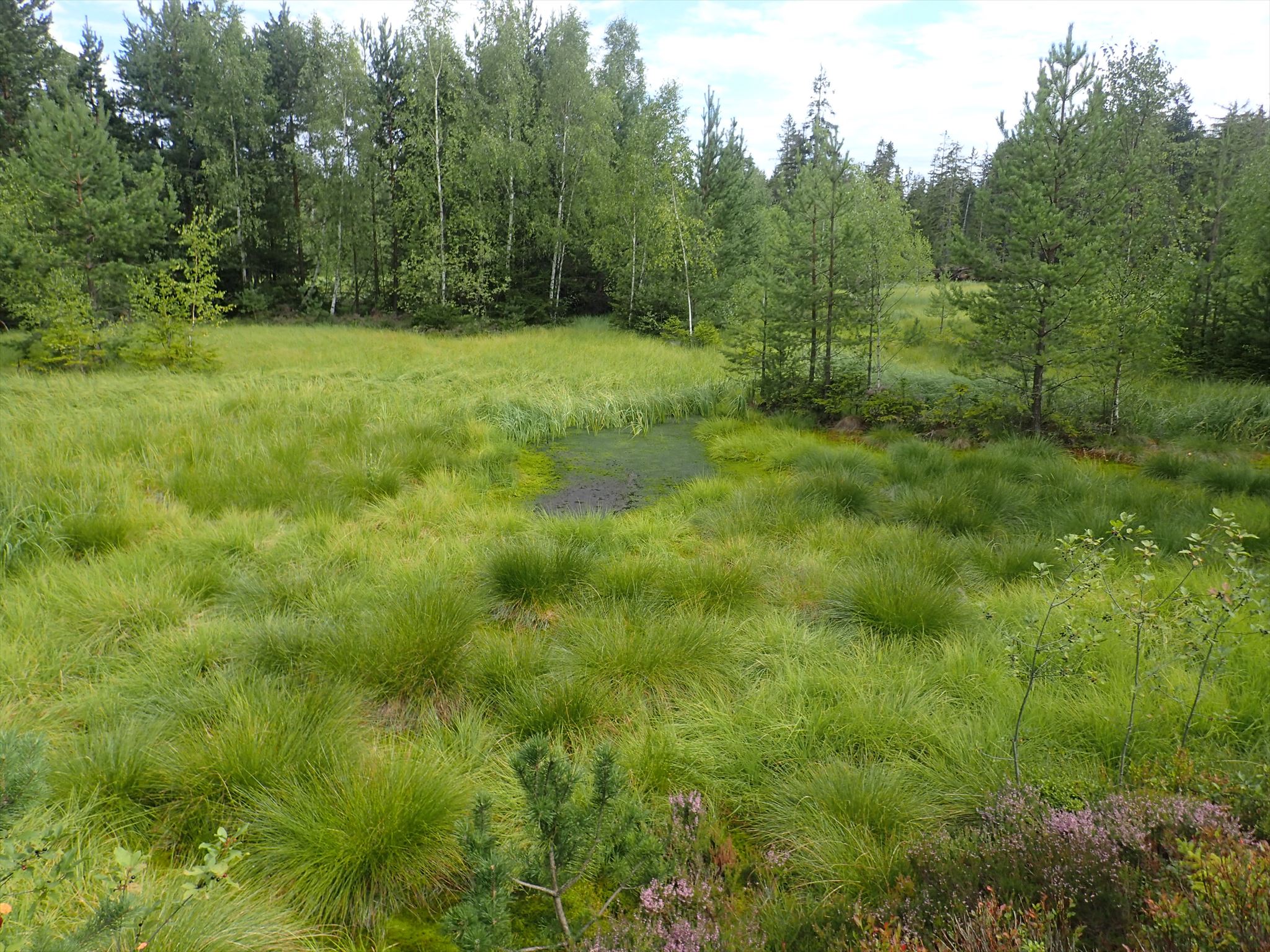 Moor