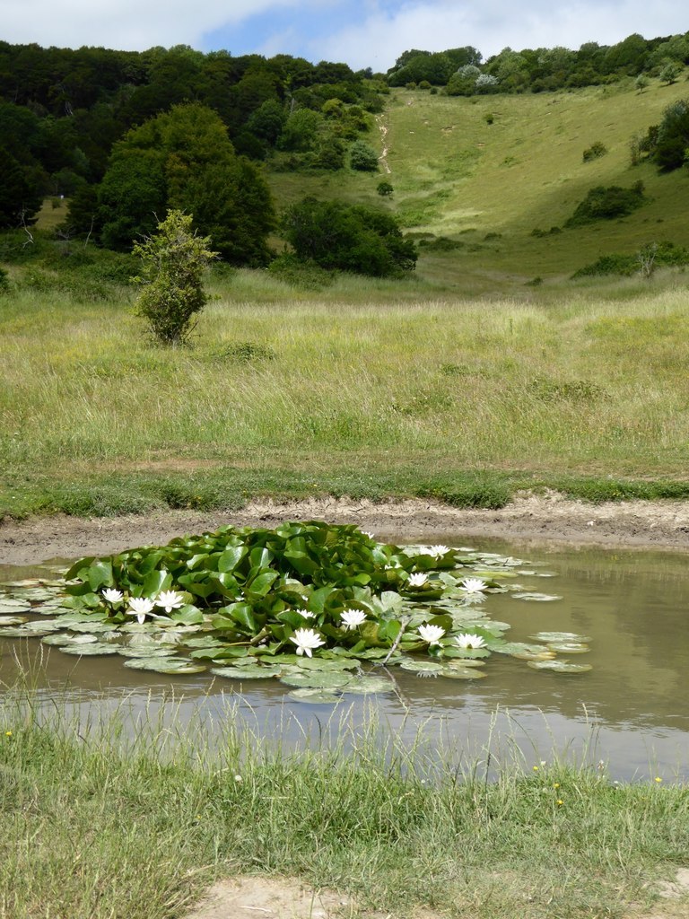 Kingley Vale Dew Pond