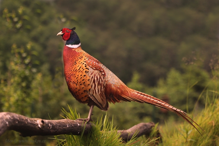 Fotograrie Bažanta 2