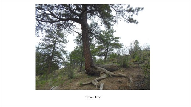 Prayer Tree