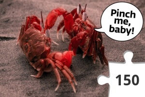 Jigsaw puzzle - crab-talk