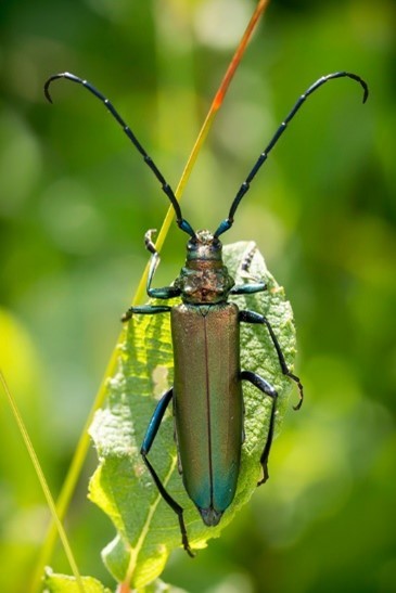 Obrázek - Aromia moschata moschata (tesařík pižmový) | BioLib.cz