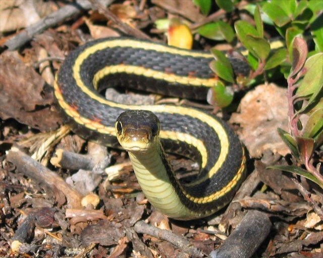 garter snake