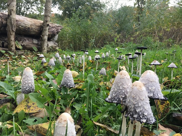 Herfst op Speeleiland