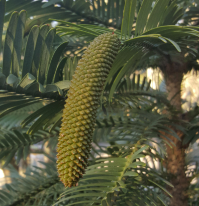 Male cone of the Wollemi Pine
