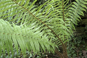 A vida nos ríos galegos Fento macho