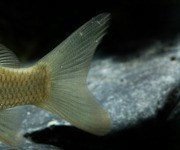 Flosse semkrecht