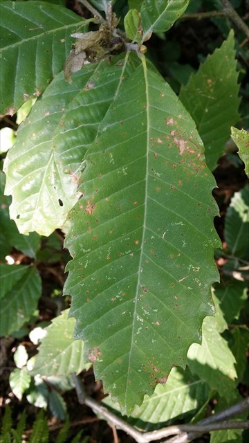list kostanja - Castanea sativa