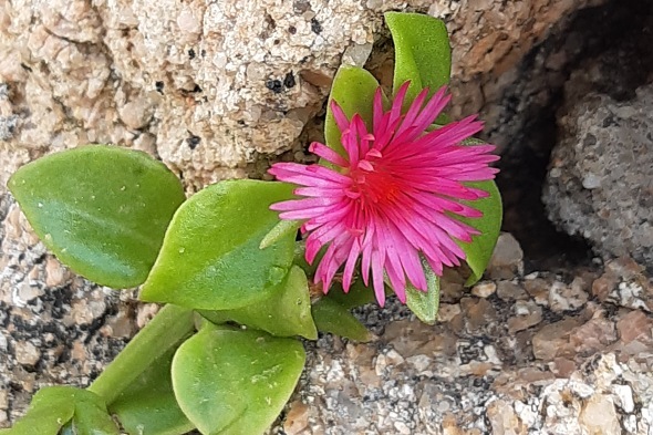 Torre Spagnola - fiore