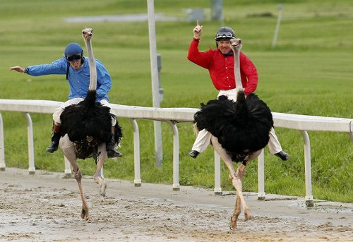 Jízda na pštrosovi