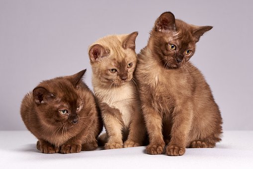 Der sad tre katte