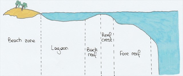Structure of a coral reef