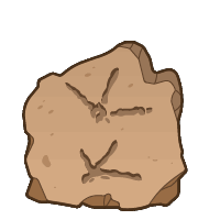 Trace fossil - Fossils collection