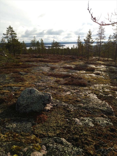 Näkymä Viiksjärvelle