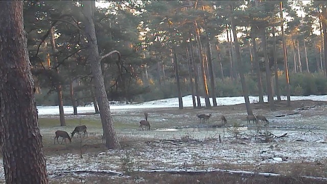 Hertjes in de sneeuw