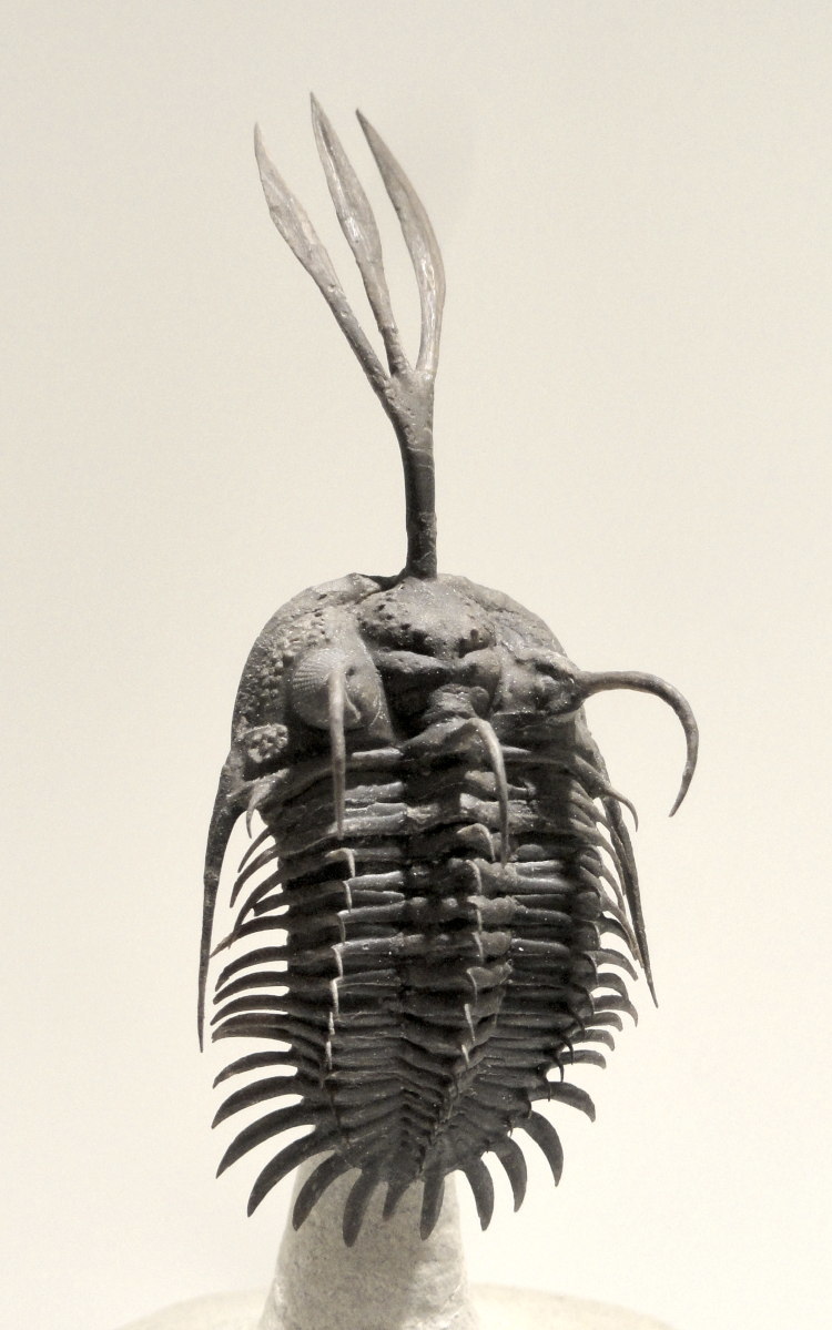 Walliserops trifurcatus