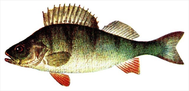 Fisch4