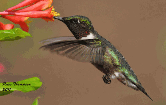 hummingbird gif photo: HUMMINGBIRD GIF Hummingbird-2010-Gif8d.gif