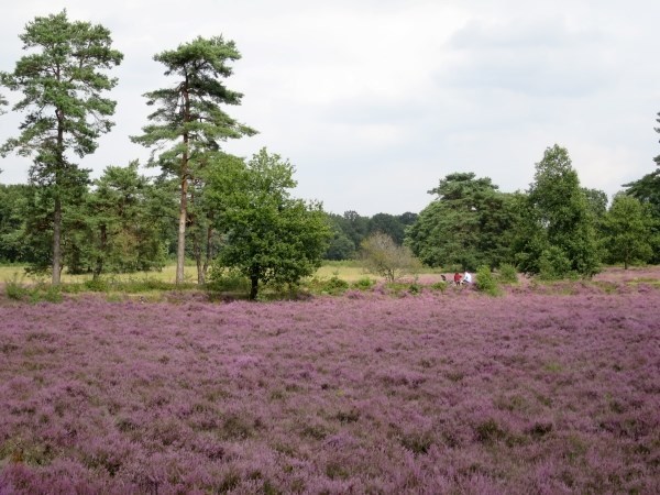 De heide in bloei bij het Egelmeer