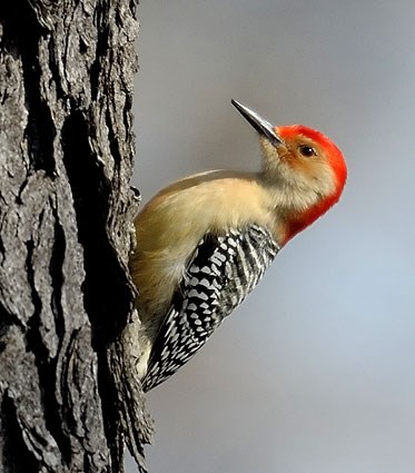 WPL17-4: Red bellied woodpecker