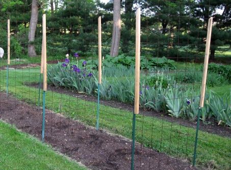 Tomato Trellis Idea - by Tom | GardenTenders.com :: gardening 