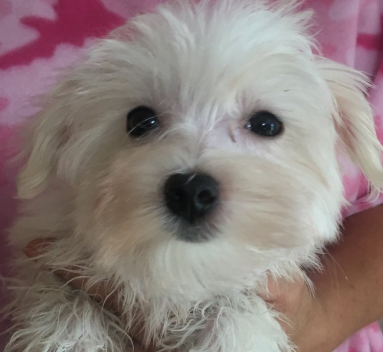 coton maltese