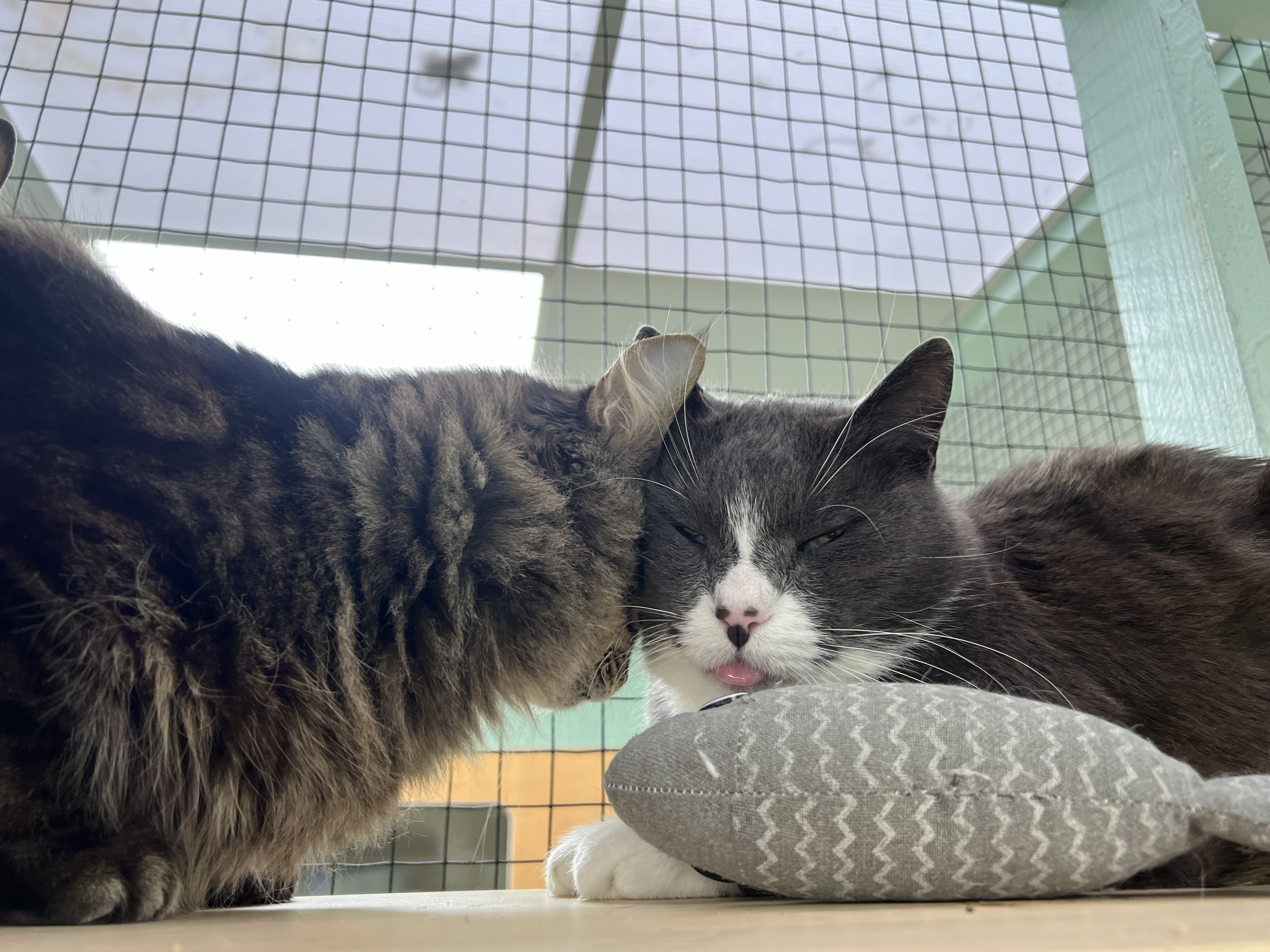 0a3bebbdfcb5c0253669647855cf986248ebae92