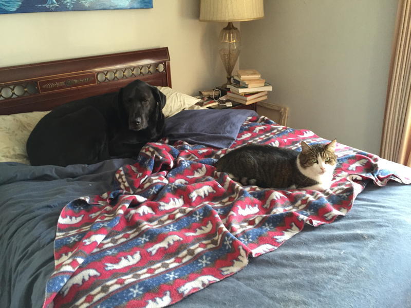 1631828558af92ada33926908e168fc4280a560f