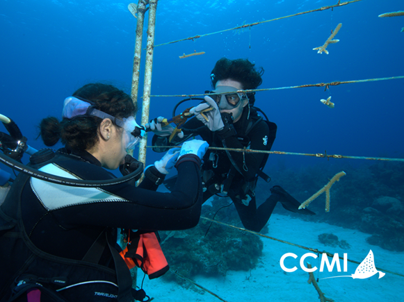 1b5f5beb1f3c3db2826b9131c6c5d65ecb86e169