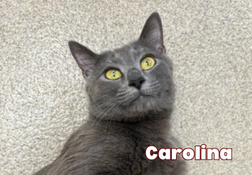 3c620e14c11c0f3841db0da75c95532fa4aa4298