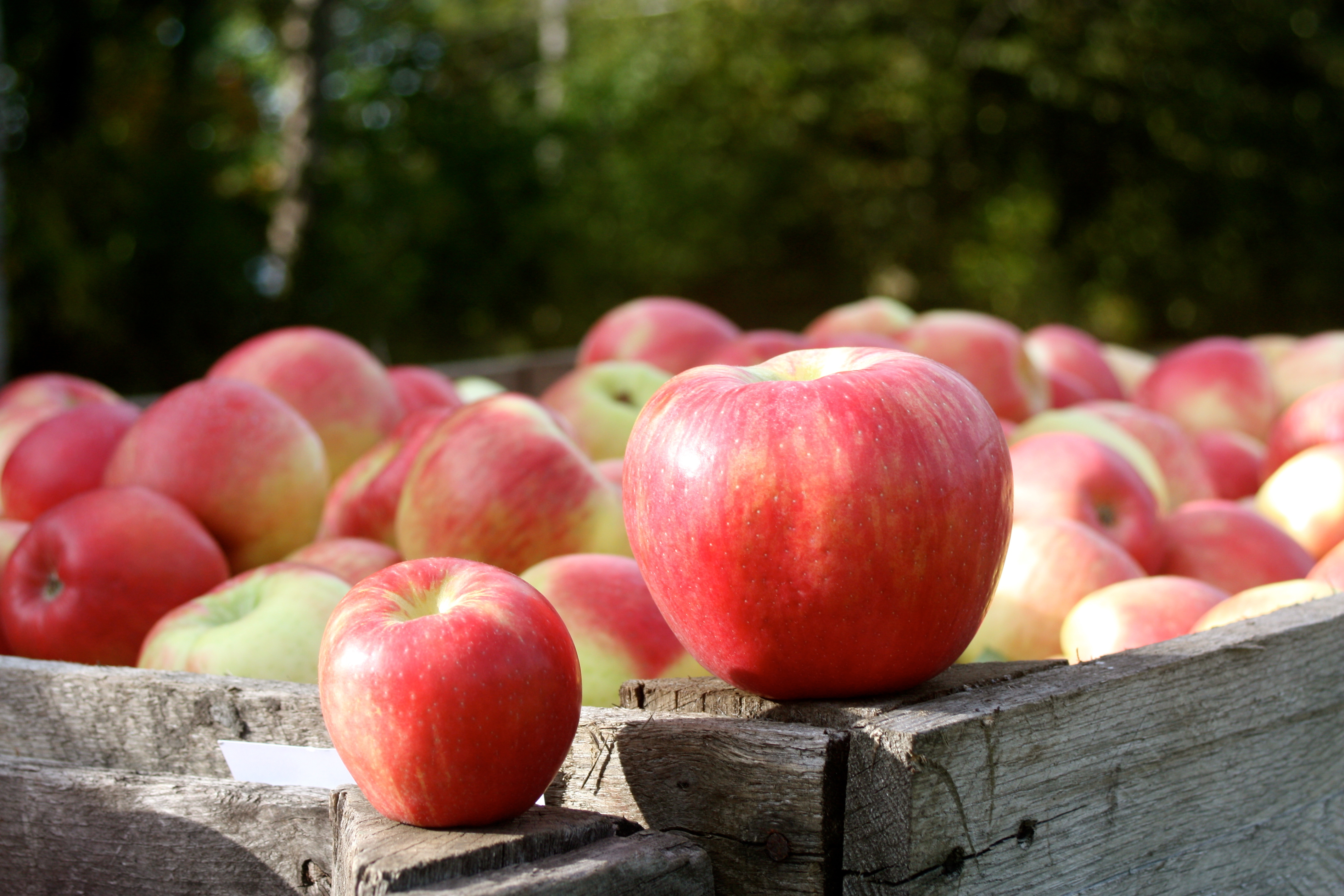 Michigan Apple Committee