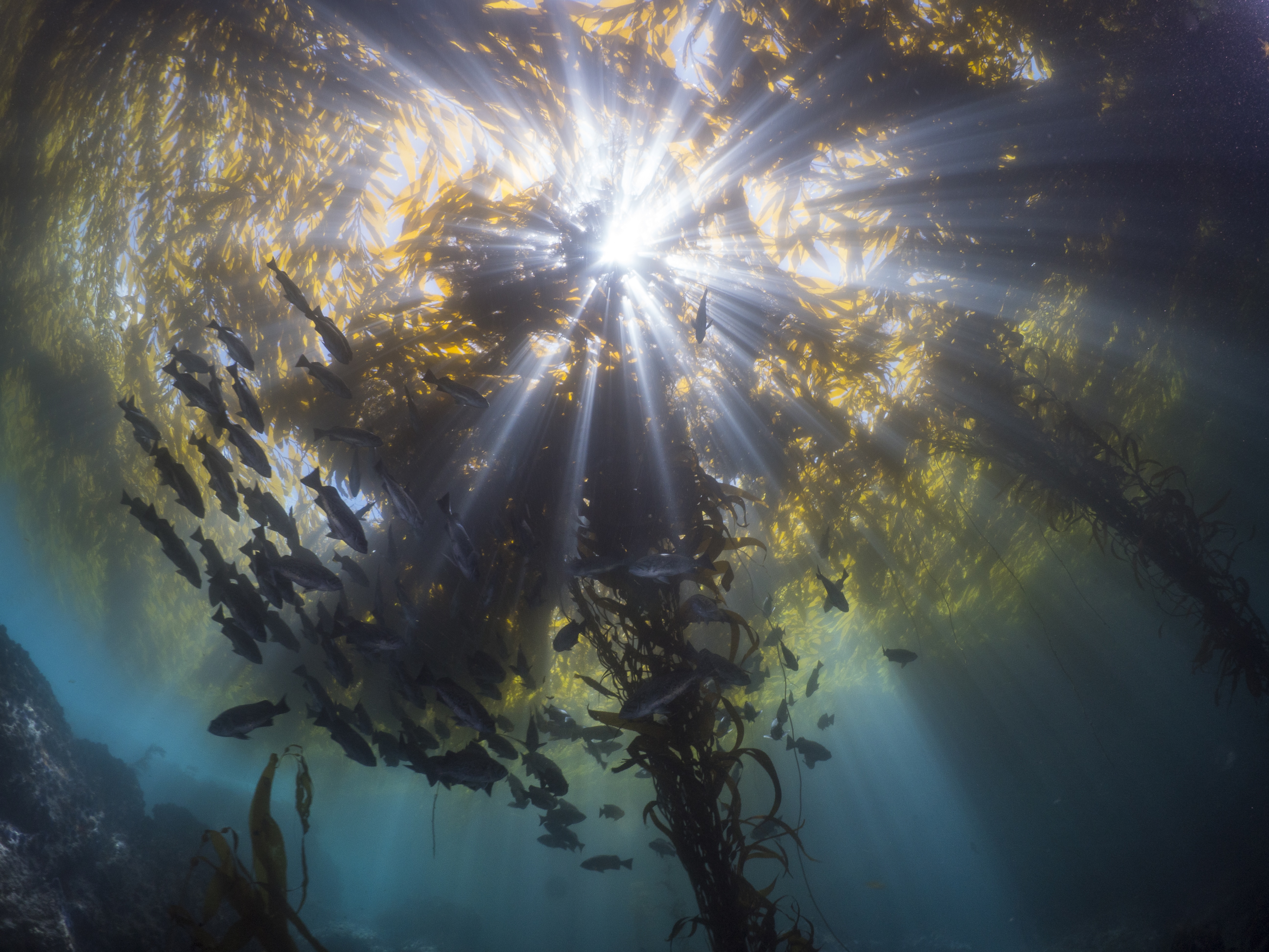 51e82115a2da98f82be17d2bb647919d9d45f4b6