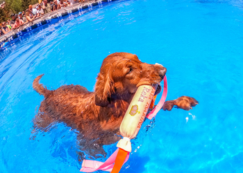 Try DockDogs