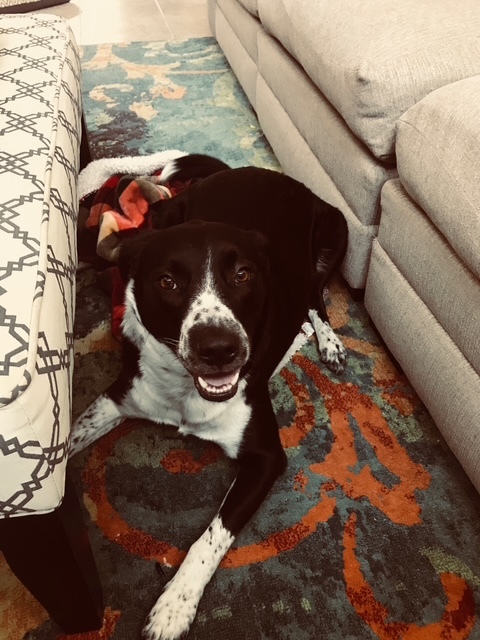 6e57f22a6419a32ed030d08ba9f52ae4ed36932e