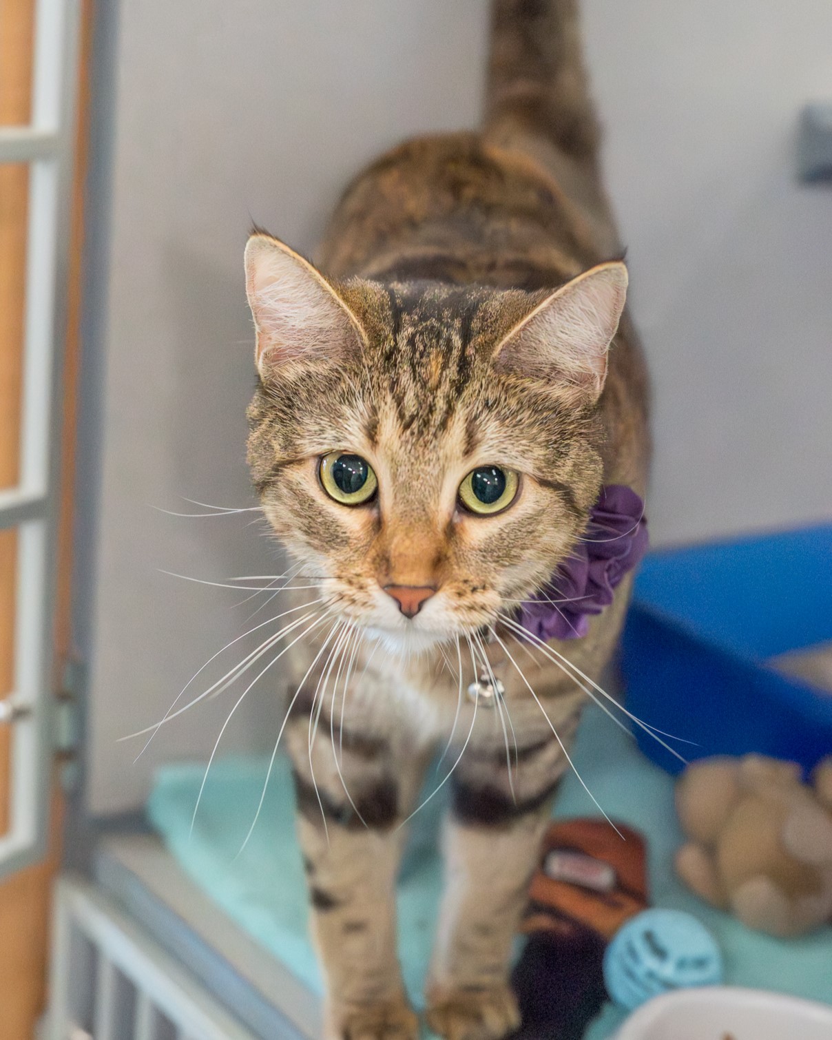 6fc4cba36b3d766d8b99800c96c5def9193d972a