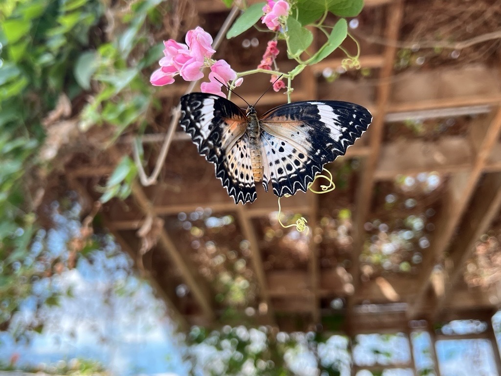 87981f61ecb3325d6ec79b3802c461a52b972e4c