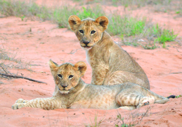 8f805483b8f575518c32fc99cc433ca826edd0a2