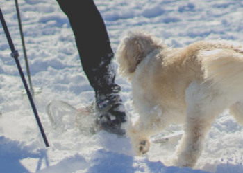 5k Snowshoe Dog Derby