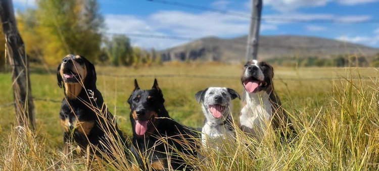 C34a53629ae2e21779bc2700057b79ed58e41285