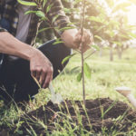 The Arborist Short Course: Advanced Tree Knowledge for Better Tree Care