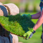 Turf Grass and Sustainable Alternative Ground Covers for the Northeast