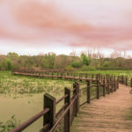 Wetland Restoration