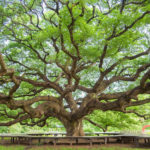 Heritage Trees: Why and How to Save and Protect Them